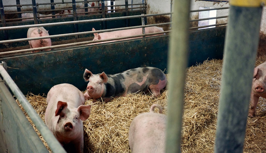 Schweinehaltung auf einem Neulandhof