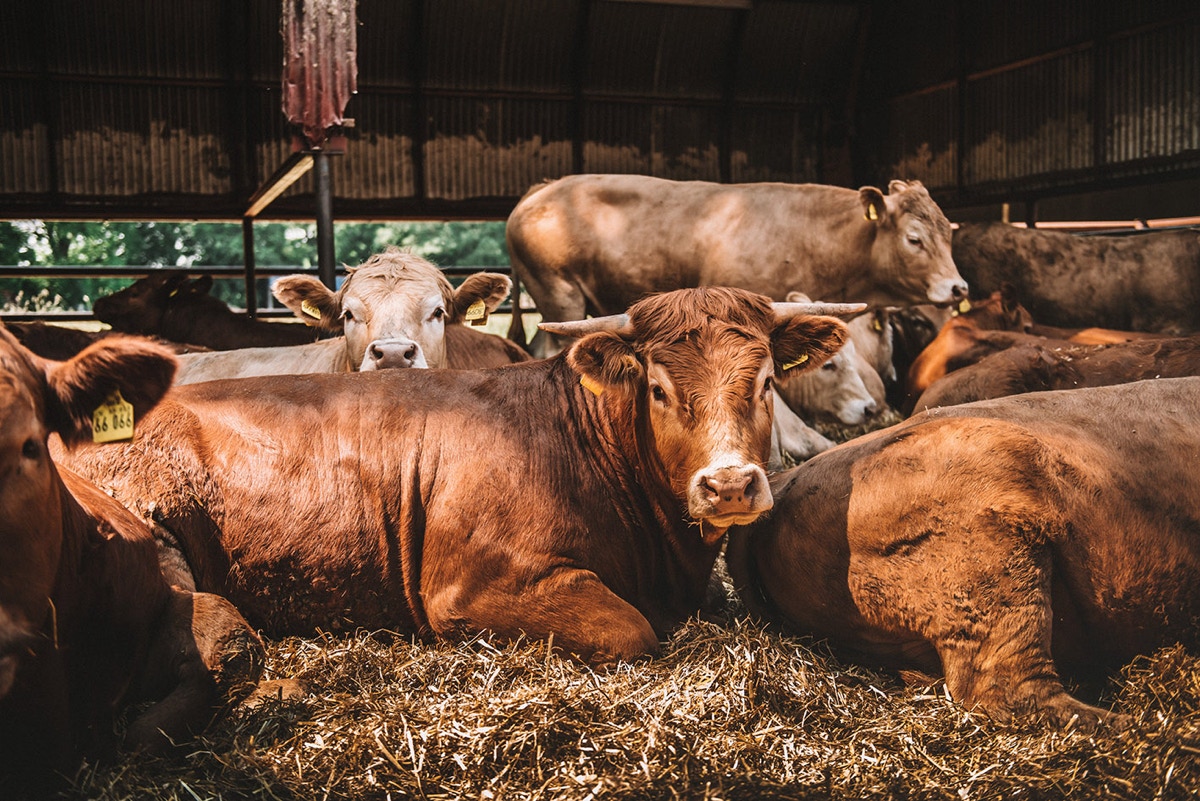Rinderhaltung zum Tierwohl auf einem Neulandhof