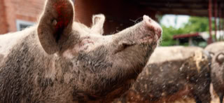 Schweine auf dem Neulandhof