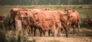 Rinderherde Neulandfleisch