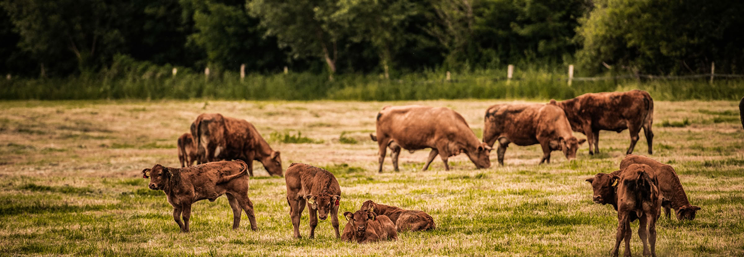 Rinderherde auf einem Neulandhof